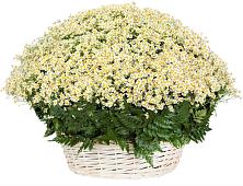 Цветочная композиция из Ромашки в корзине #REPLACE_PRED# Жучки